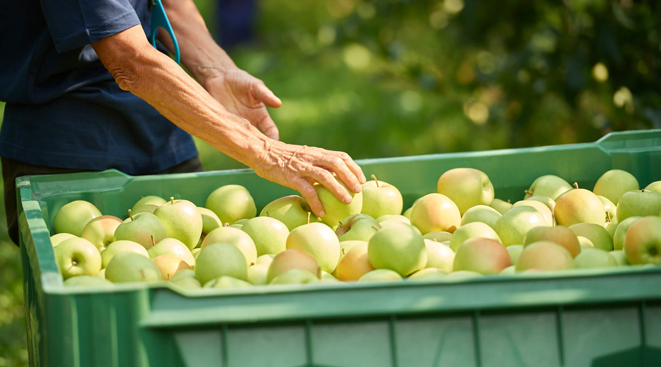 giornata mondiale delle cooperative la trentina raccolta delle mele