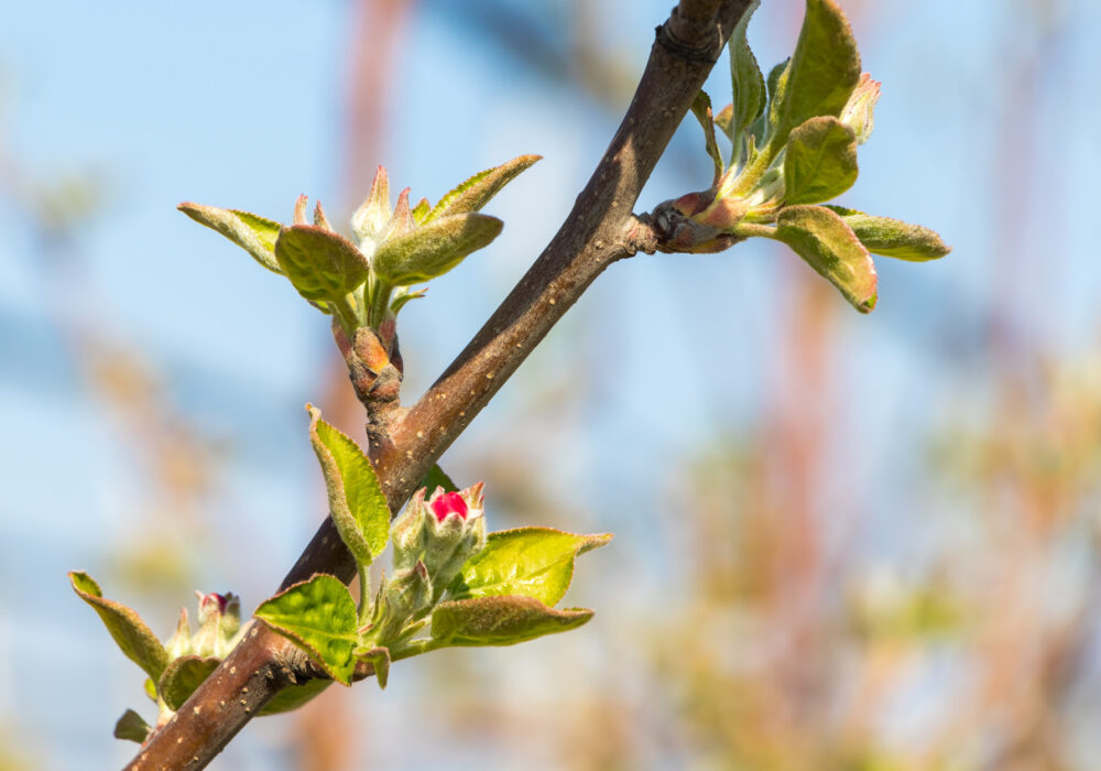 Gemme e primavera: il risveglio della vita