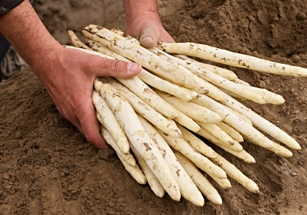 Scoprite le squisite ricette myTrentina con i favolosi asparagi bianchi di Zambana!