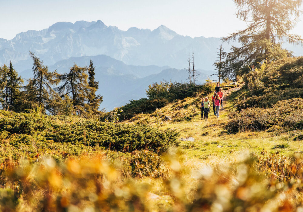 I frutti spontanei del Trentino che ci regalano salute (seconda parte)