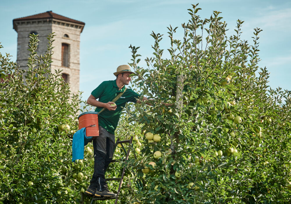 La mela Golden Delicious: la più amata dagli italiani!