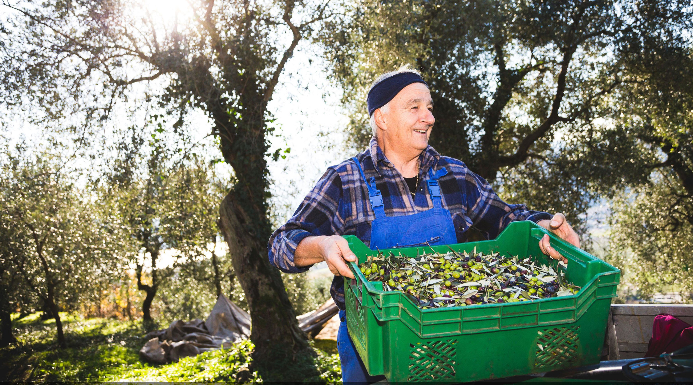 Olio extravergine trentino