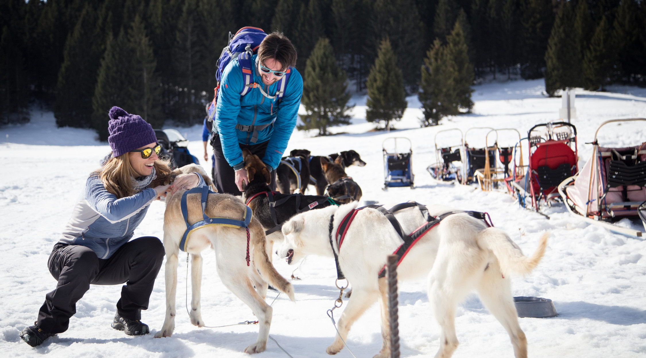 Sleddog Trentino