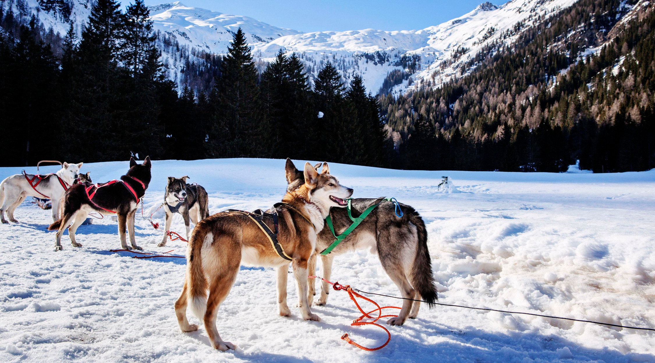 Sleddog Trentino