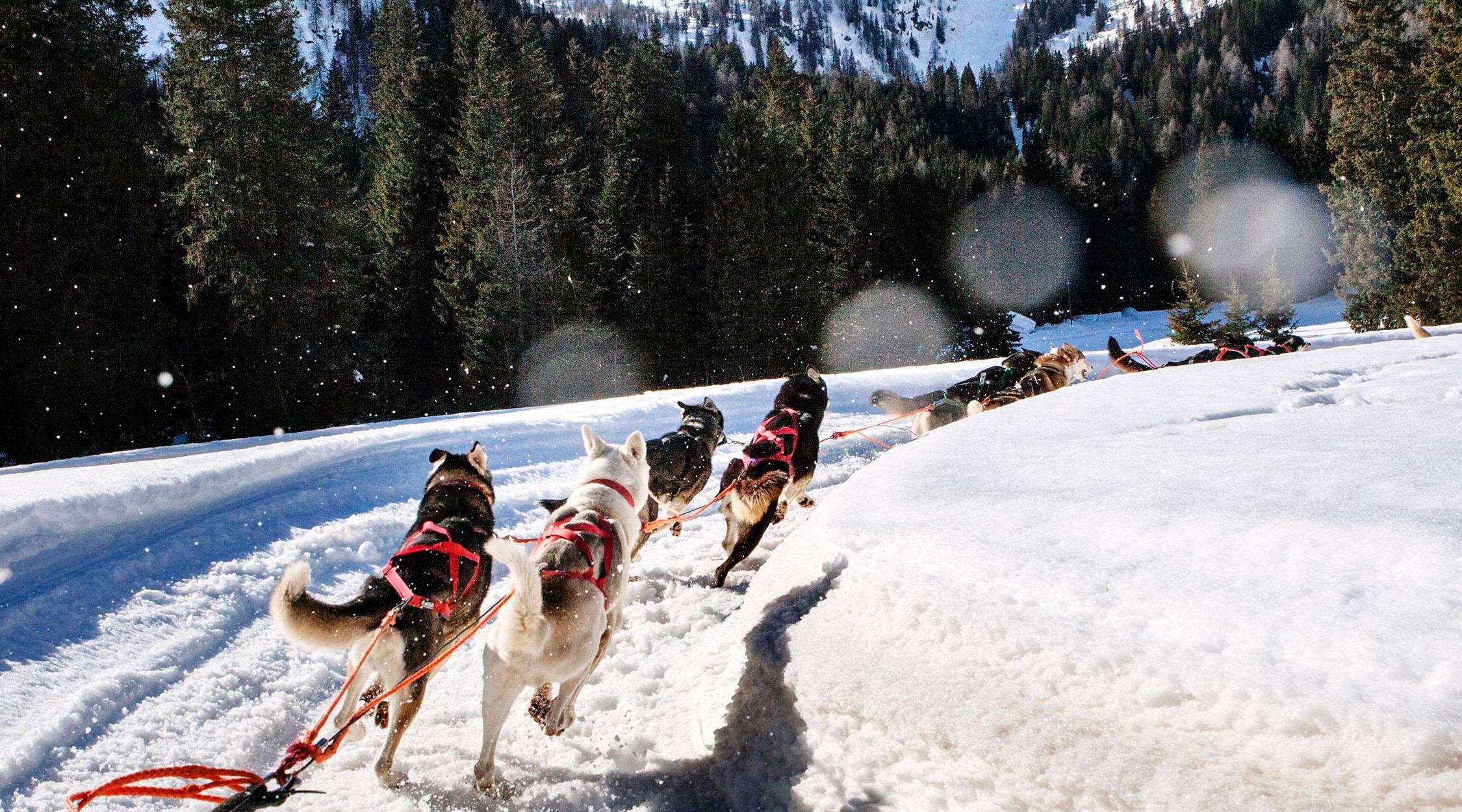 Sleddog Trentino